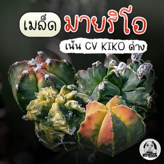 เมล็ดมายริโอ Kiko &amp; CV red &amp; ด่าง คละโคลนสวยๆ คัดพิเศษ Myrio  40เมล็ด🌵เมล็ดแคคตัส❤️-กระบองเพชร