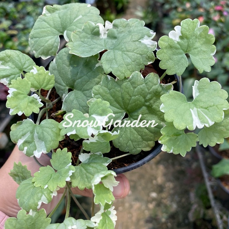 หูเสือ 🐯 Ground Ivy 🌱หูเสือด่าง กราวไอวี่ด่าง กระถาง4นิ้ว ใบมีกลิ่นหอม