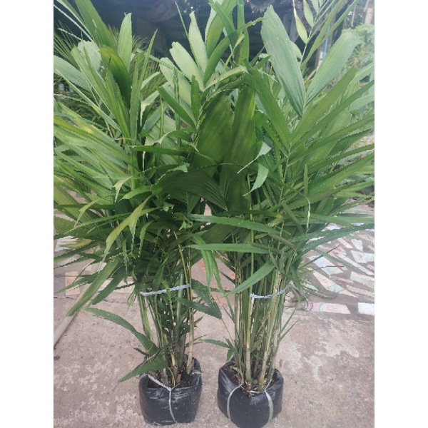 หมากเขียว สูง80-100เซนติเมตร🌱🌱🌱