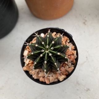 LB Hybrid ขนาด 2.5-3.5 cm. ราคาเบาๆ