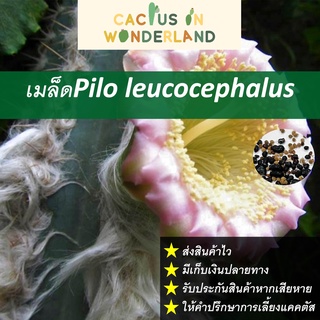 เมล็ด Pilo leucocephalus เมล็ดแคคตัส เมล็ดกระบองเพชร