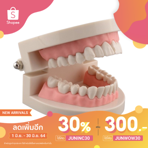 [ใส้โค้ด JUNINCลดเพิ่ม 30%]โมเดลฟัน สื่อการสอนแปรงฟัน