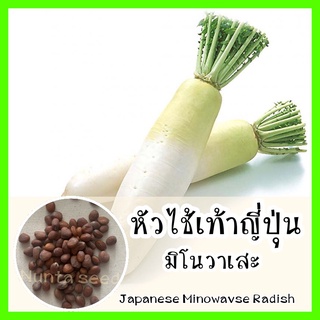 พร้อมส่ง ❗ รหัส 120 เมล็ดพันธุ์ OP แท้   หัวไชเท้าญี่ปุ่นมิโนวาเสะ - Japanese Minowase Radish เมล็ดพืช พืชผัก