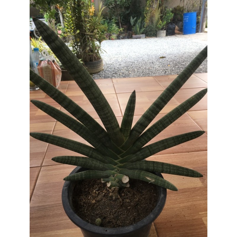 ว่านงาช้างแคระ ไม้ฟอกอากาศไซร์เบบี้สำหรับตั้งโต๊ะทำงาน