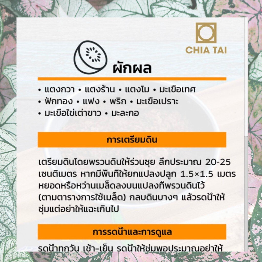 GGEW ถั่วฝักยาวสีม่วงสิรินธร เบอร์1 100เมล็ด ตราศรแดง เมล็ดพันธุ์พระราชทาน จันกะผัก Purple Yard Long Bean ราคา ถูกที่สุด ดีลบีเคเค แกลเลอรีภาพที่ 7