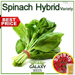 [Galaxy Seeds] Spinach Seeds for Planting Vegetable Plants (50 Seeds) &amp; FREE Fertilizer - Green Spinach Hybrid Variety苹果