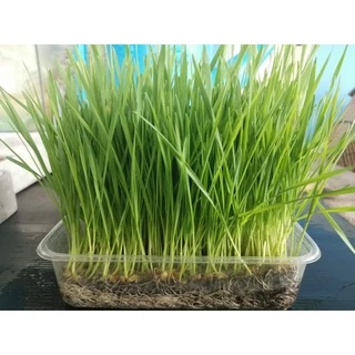 เมล็ดข้าวสาลีราคาถูก (1 กก.) ราคาถูกเกรดนำเข้า Australian Wheat หญ้าแมว อัตราการงอกสูง 98% +