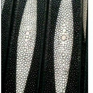 stingray skin belt 1.5x50"เข็มขัดหนังปลากระเบนแท้