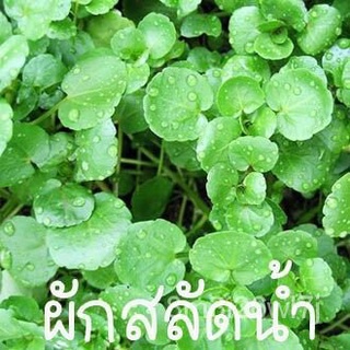 อินทรีย์ ต้น ดอก/ผักสลัดน้ำ วอเตอร์เครสถูกที่สุด10บ.เมล็ดพันธุ์ผักสลัดน้ำ วอเตอร์เครส 50 เมล็ดงอกง่ายโตไว☘️พุ่มใหญ่ท AZR