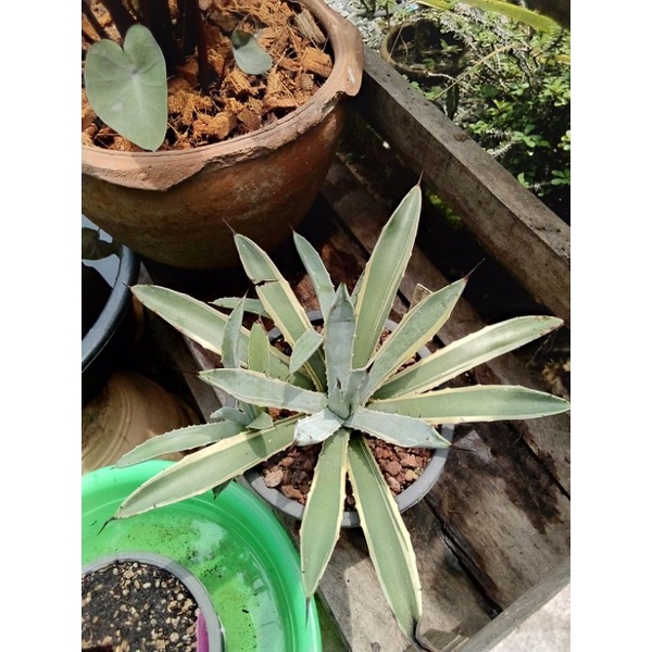 Agave macroacantha cv. marginata🤍ด่างขอบ💚เป็น Agave สายพันธุ์ที่หายากมากๆ☀️💚ส่งฟรีไปเลย👉🏻ค่าส่ง 0 บา