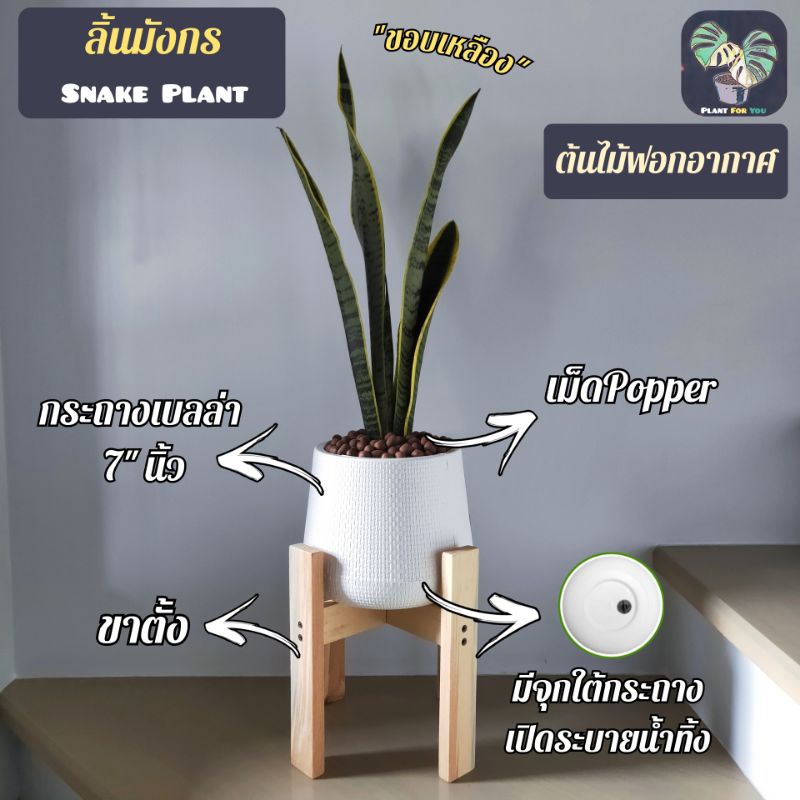 🪴🐍ต้นลิ้นมังกรเหลือง(เขียวขอบเหลือง) (Snake Plant) 30-35Cm. พร้อมกระถางเบลล่า7"นิ้ว+เม็ดPopper+ขาตั้ง