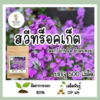 เมล็ดพันธุ์ สวีทร็อคเก็ต (ดอกไม้กินได้ มีกลิ่นหอม)500 เมล็ด เมล็ดพันธุ์แท้ อัตราการงอกสูง