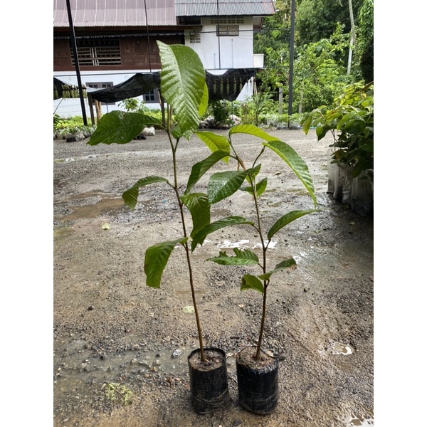 ต้นยางนา (จำนวน 10 ต้น) สูงเมตรพร้อมปลูก