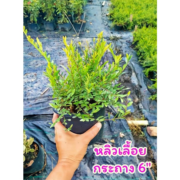 หลิวเลื้อย สั่งขั้นต่ำ 10 ต้นขึ้นไปค่ะ หลิวใบ หลิวน้ำตก ไม้ประดับคลุมดิน เหมาะปลูกคลุมดิน