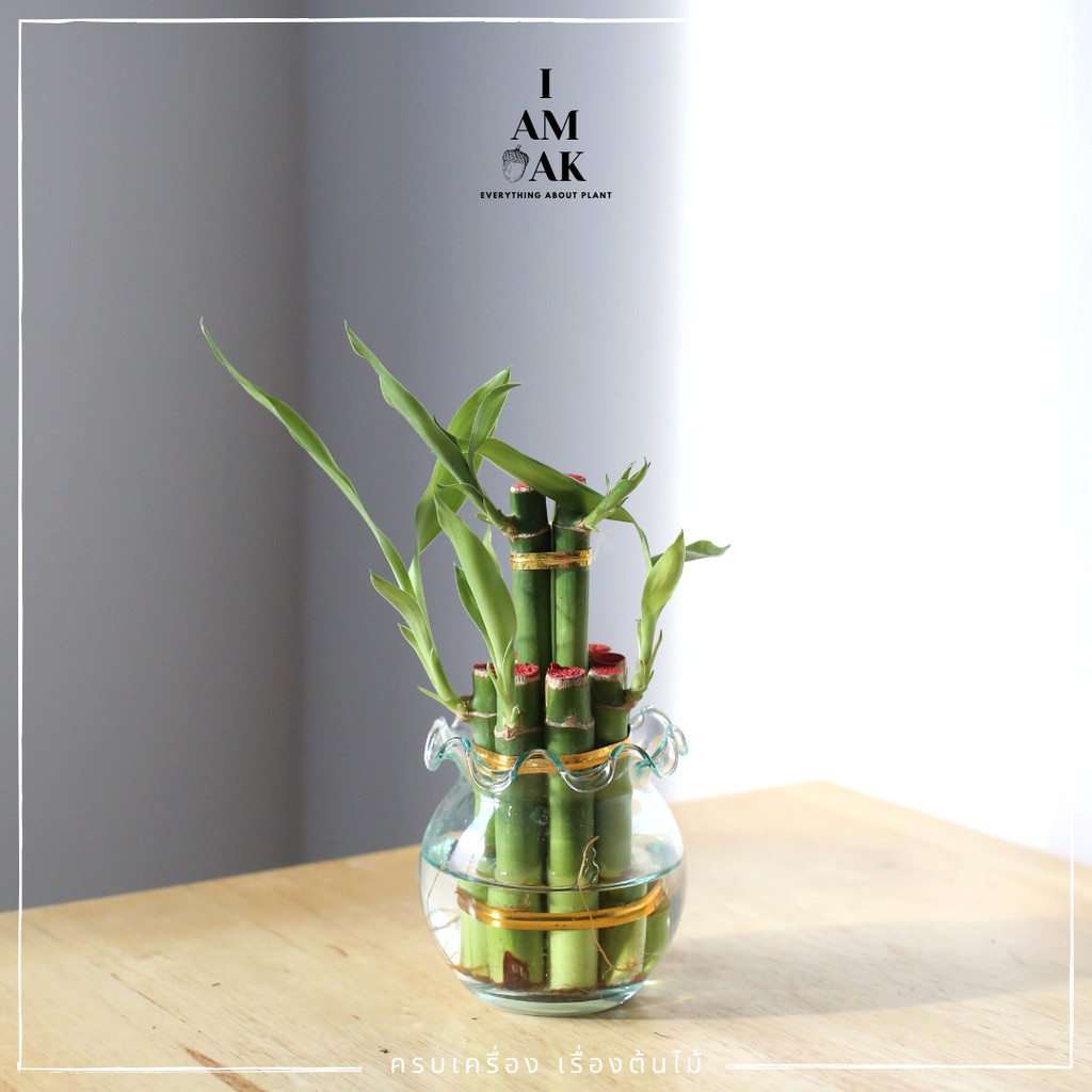 มุมมอง 5