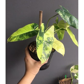 ต้นไม้ Philodendron Burle Marx Variegated เบอรมาคด่างสวยๆพร้อมแทงใบ