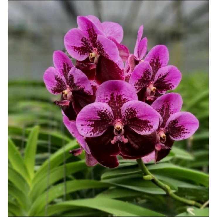 รายการ 100+ ภาพ ดอก กล้วยไม้ แวน ด้า ความละเอียด 2k, 4k