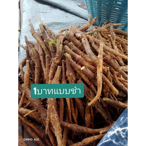 เหง้าสักทองชำง่ายโตใว