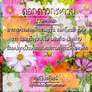 เมล็ดพันธุ์ ดาวกระจายเซนเซชั่น ดอกคอสมอส คละสี200เมล็ด Sensation Cosmos Flower Seed เมล็ดพันธุ์แท้นำเข้าจากต่างประเทศ ดี