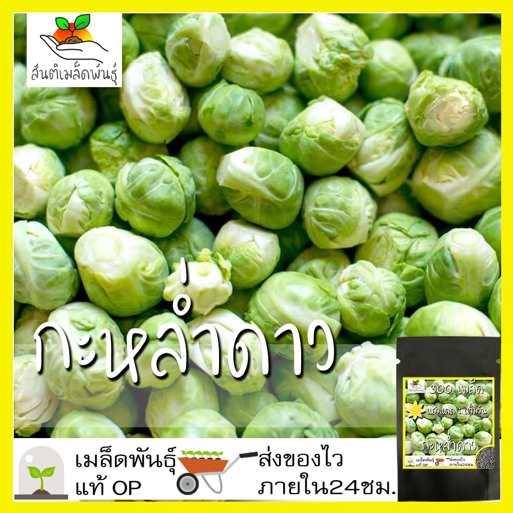 เมล็ดพันธุ์ กะหล่ำดาว 250เมล็ด Brussels sprouts Seed เมล็ดพันธุ์แท้100% นำเข้าจากต่างประเทศ ปลูกผัก สวนครัว ผัดกะหล่ำดาว