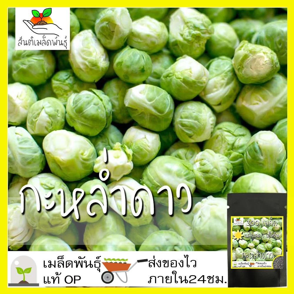 เมล็ดพันธุ์ กะหล่ำดาว 250เมล็ด Brussels sprouts Seed เมล็ดพันธุ์แท้100% นำเข้าจากต่างประเทศ ปลูกผัก สวนครัว ผัดกะหล่ำดาว