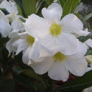 เมล็ด ชวนชม ฮอลแลนด์ดอกชั้นเดียวสีขาว (Obesum White Color Seeds)10 เมล็ด