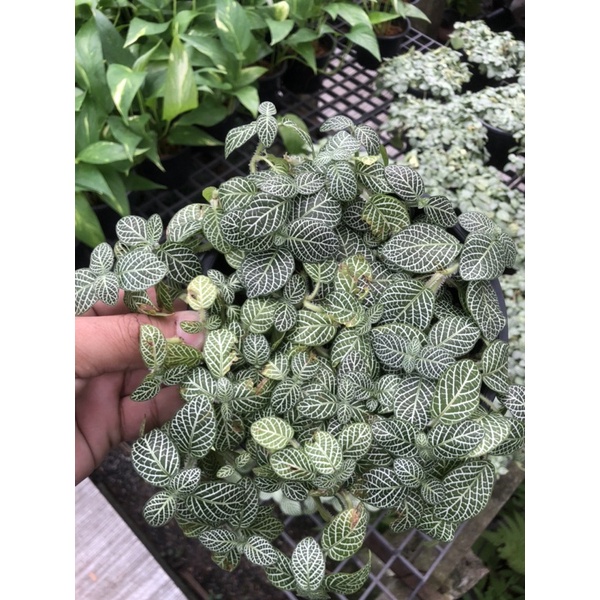 พรมออสเตรเลีย Nerve plant