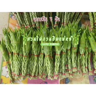 ไผ่กวนอิม “แบบเปีย” หรือ “ไม้เปีย” จำนวนต้นที่ใช้เปียเป็นเลขมงคลตามหลักฮวงจุ้ยเพื่อเป็นสิริมงคลแก่ผู้ปลูก