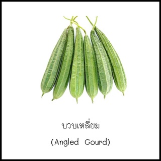 เมล็ดบวบเหลี่ยม (Angled Gourd) 10 เมล็ด [10 แถม 1 คละได้]