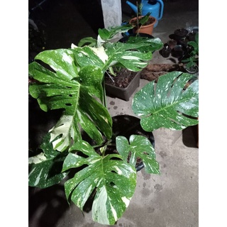 ต้นมอนสเตอร่า ไทยคอนด่าง Monstera thai Constellation variegated 8  ใบแม่พันธุ์