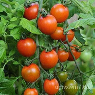 SUPER POPE TOMATO (150 Seeds) - High Yeelding Varietyสวน/เสื้อ/ผักกาดหอม/กระโปรง/ผักชี/กุหลาบ/ดอกไม้/แอปเปิ้ล/ผู้ชาย/แม่