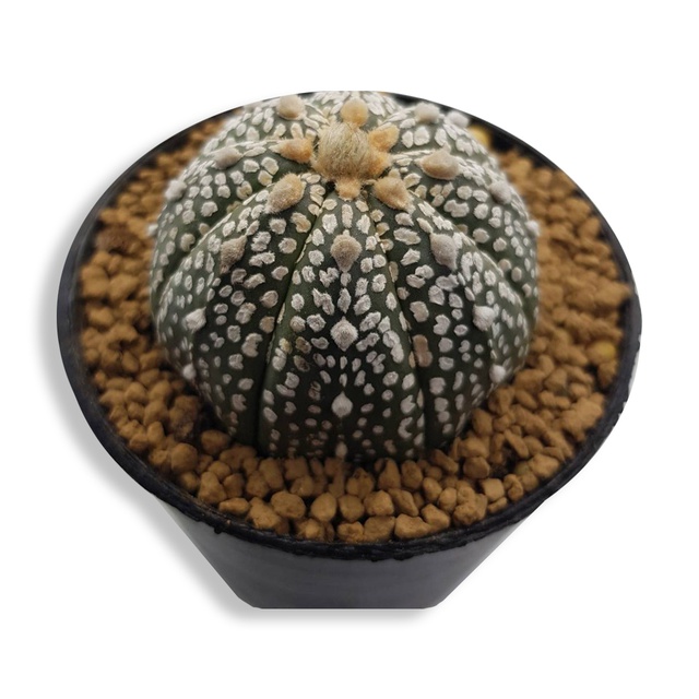 🌵 [castus_th] กระบองเพชร แคคตัส Astrophytum Asterias super  Kabuto  ขนาดไซส์  5.1    mm