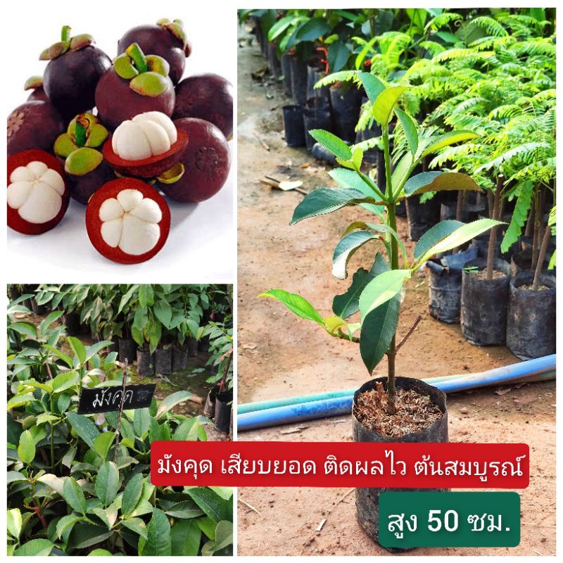 ต้นมังคุด เสียบยอด (ขั้นต่ำ2ต้น) ต้นสมบูรณ์ แข็งแรง ติดผลไวแน่นอน ราชินีแห่งผลไม้ ควรมีปลูกติดบ้านไว้สักต้น