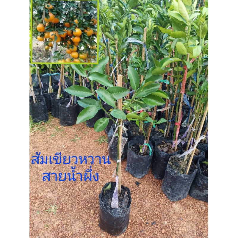ต้นส้มสายน้ำผึ้ง (แบบเสียบยอด) สูง.60-70 ซม.