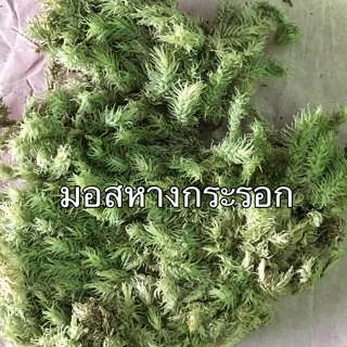 มอสแห้ง_หลายชนิด‼️ซื้อ3ฟรี1ถุง/ ซิป4x6นิ้ว‼️