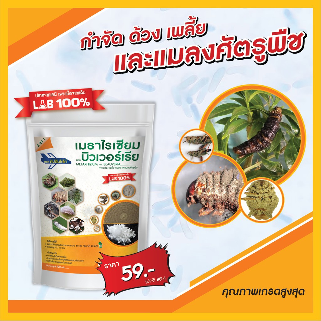 กัปตันเมธาบิว เชื้อราบิวเวอร์เรีย + เชื้อราเมธาไรเซียม แบบผง(500กรัม)  เพาะเชื้อจากห้อง LAB พร้อมใช้ ปลอดภัย 100 %