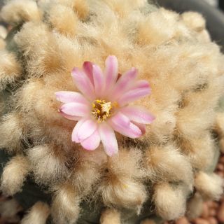 Lophophora fricii seeds