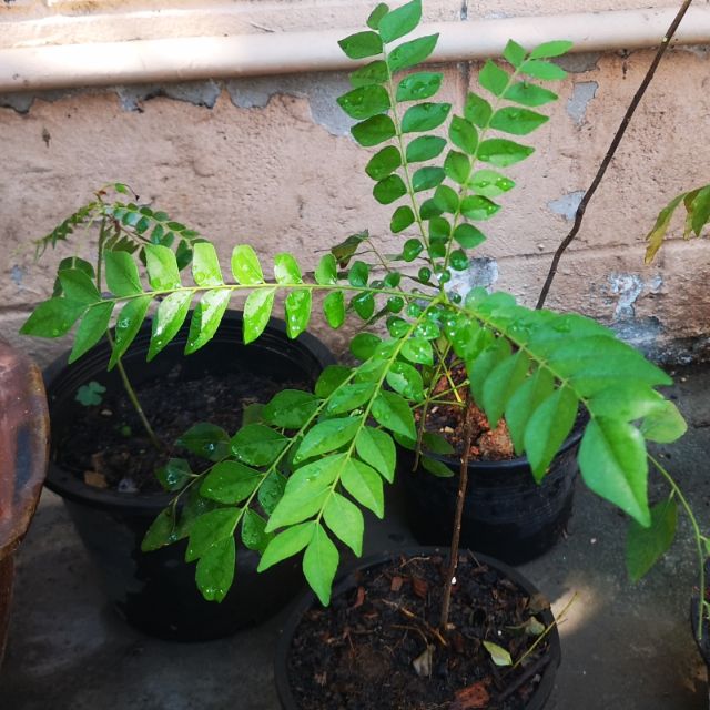 ต้นcurry leaves plant curry leaf plant เคอร์รี่ลีฟ ใบแกง ใบหมุย ใบกะหรี่ ใบหอมแขก