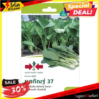 ผักกาดกวางตุ้งต้นทศกัณฐ์ ศรแดง เมล็ดพันธุ์ PAK CHOI SEED EAST-WEST SEED TOSSAKAN ต้นไม้และเมล็ดพันธุ์