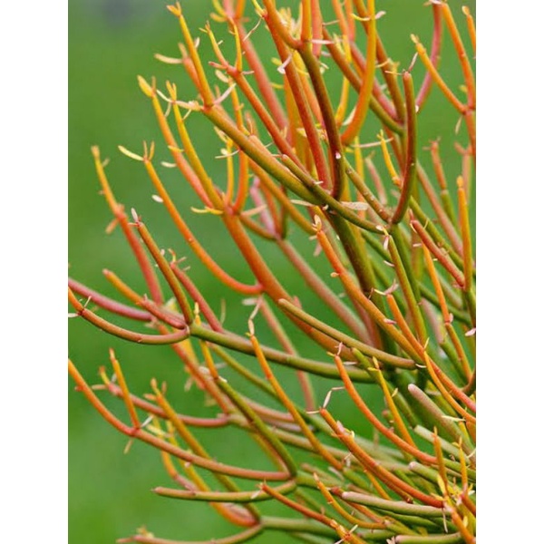 ต้นพญาไร้ใบ ต้นพญาไร้ใบญี่ปุ่น ต้นพญาไร้ใบทอง ต้นสีแดง Euphorbia Firestick (กิ่งตัดสด ปักชำง่าย 1 ชุด = 3 กิ่ง) - รูปที่ 3