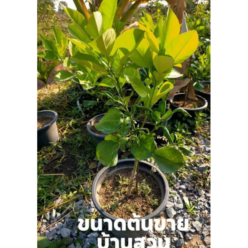 My Image 15