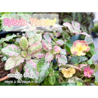 พรมญี่ปุ่นปิกัสโซ่(Episcia Picasso) กระถาง 3 นิ้ว