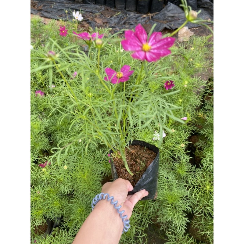 ดาวกระจาย / คอสมอส (Cosmos) ขนาดถุงดำ