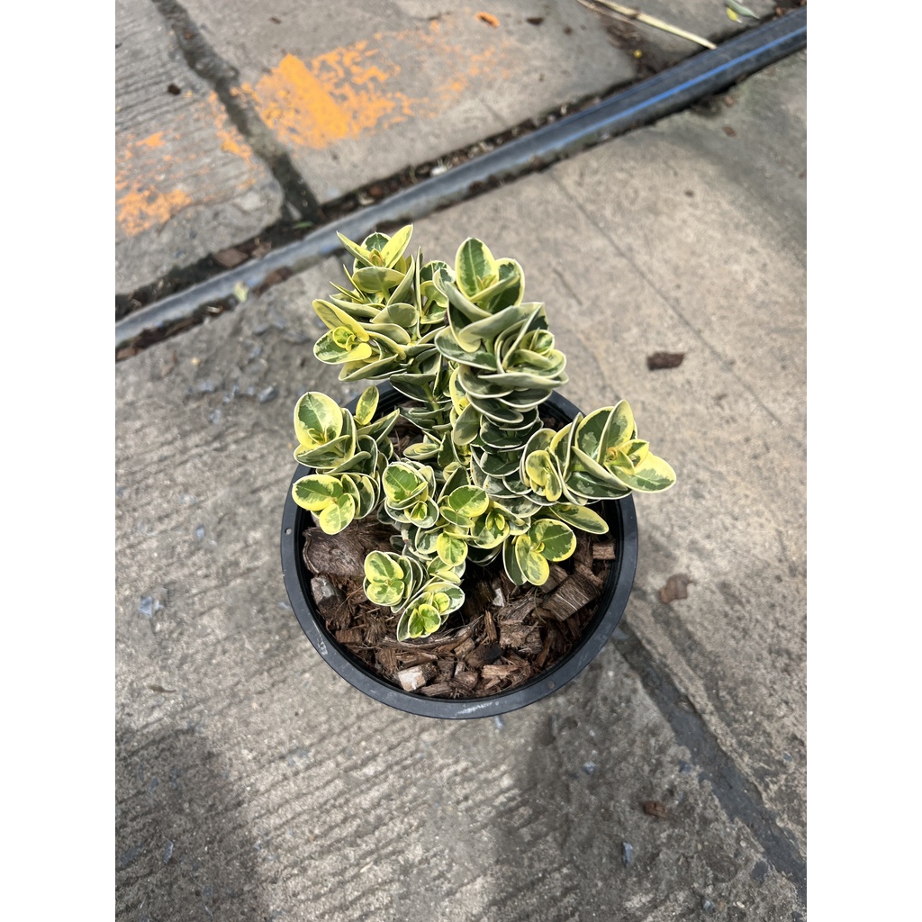 มุมมอง 5