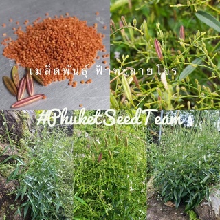 เมล็ดพันธุ์ ฟ้าทะลายโจร (Kariyat Seed) บรรจุ 100 เมล็ด ปลอดสารเคมี 100%