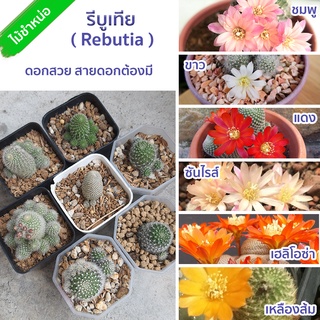 🌵 รีบูเทีย • Rebutia • สายดอกต้องมี • ส่งแบบถอดราก