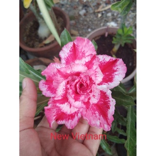 12 เมล็ด เมล็ดพันธุ์ ชวนชม สายพันธุ์ไต้หวัน ดอกซ้อน Adenium Seeds