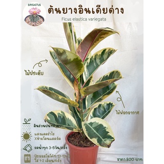 ต้นยางอินเดียด่าง สีขาว Ficus Elastica Variegata สูง 80 ซม. ส่วต่อพร้อมกระถาง