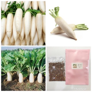 หัวไชเท้าสีขาว Radish Seed