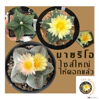 7cm.+(ไซส์ใหญ่ ให้ดอกแล้ว)แคคตัส กระบองเพชร ราคาถูก มายริโอสติ๊กม่า Astrophytum Myriostigma